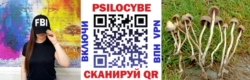 Купить где  Данков  Псилоцибиновые грибы GOLDEN TEACHER 
